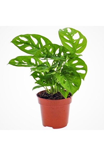 Aysima Çiçekevi Monstera Adansonii Monkey Mask Sarmaşık Deve Tabanı Mini Ev O...