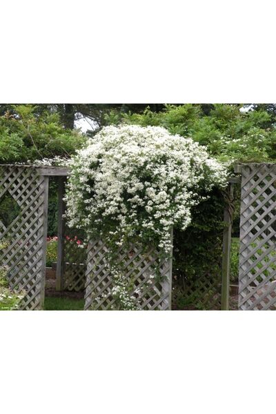 Tohum Dünyası 10 Adet Clematis Çiçeği Tohumu -muhteşem Kokulu