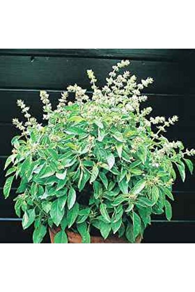 Tohum Dünyası 100 Adet Lime Tadında Ve Kokusunda Fesleğen Tohumu