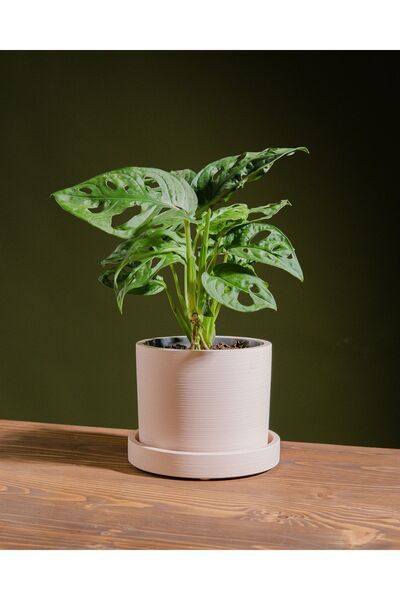 GoldLotus Monstera Monkey Mask Sarmaşık Bitkisi 30-40 Cm Deve Tabanı