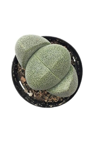Genel Markalar Taş Kaktüs Lithops Pleiospilos Nelii Cactus