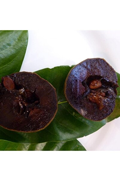 Reyon Bahçe Black Sapote (Tüplü Çikolata Meyvesi) Fidanı