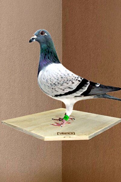 Vixpet 20x20 Cm Pigeon Perch - 5 Pieces of Corner Wall