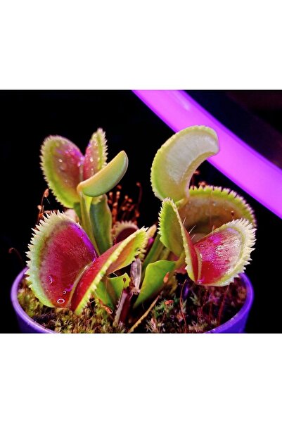 mobuflora Özel Tür Dionaea Muscipula "brutal Shark" Etobur Bitki 4 Yaşında Ye...