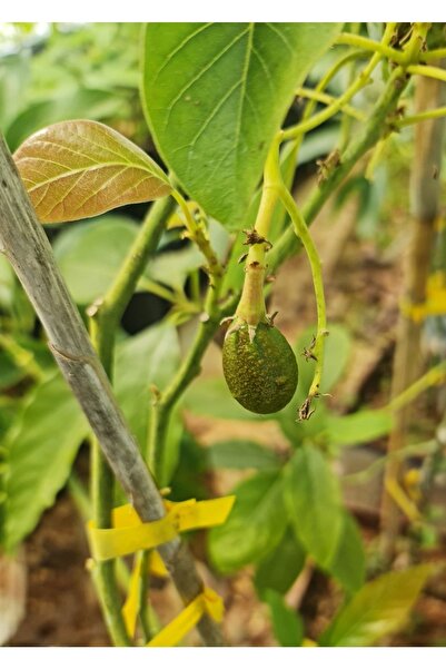 Avakado Meyveli Pinkerton Avokado