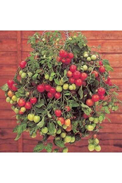 Tohum Dünyası 10 Adet Gartenperle Gerçek Sarkan Domates Tohumu- Geleneksel Al...