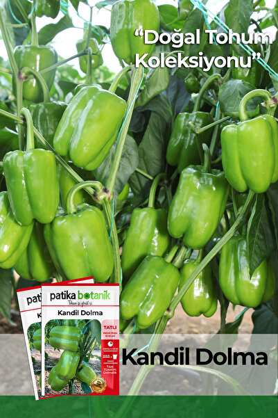 Patika Botanik 150 Adet Ata Tohumu Yerli Kandil Dolma Biber