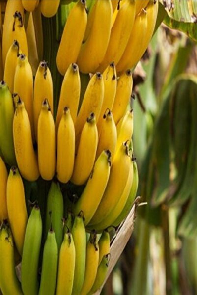 YAĞMUR BOTANİK Muz Fidanı 1.5 Metre Açık Kök