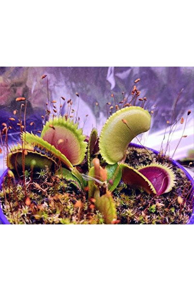 mobuflora Özel Tür Dionaea Muscipula "brutal Shark" Etobur Bitki 4 Yaşında Yetişkin Sinek Kapan Venus Fly Trap