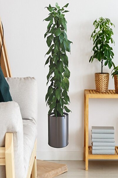 safestore Saksı Çiçek Duvar Çıkartmalı Ev Dekorasyonu Duvar Çıkartması