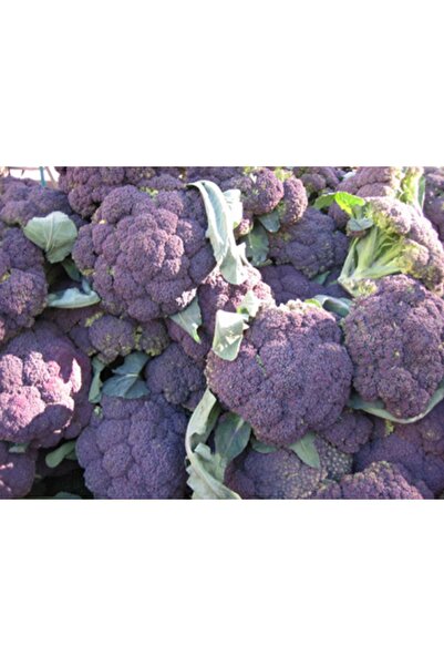 Tohum Dünyası 100 Adet Erkenci Bordo Brokoli Tohumu- Özel Tür