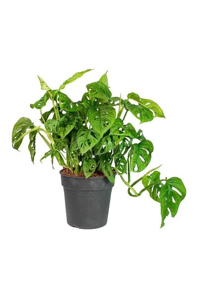 Wallstar Monkey Monstera ~ Sarkıcı Deve Tabanı 20-25 Cm Saksıda