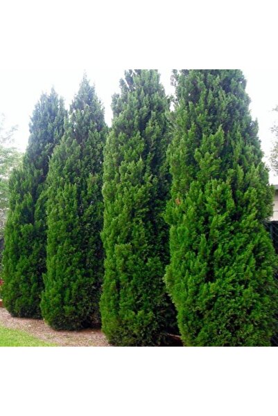 AnkaBahçe 4 Adet Tüplü Leylandi (cupressocyparis Leylandii) Fidanı(40-60cm)