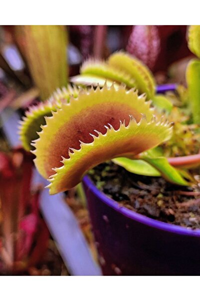 mobuflora Özel Tür Dionaea Muscipula "brutal Shark" Etobur Bitki 4 Yaşında Yetişkin Sinek Kapan Venus Fly Trap