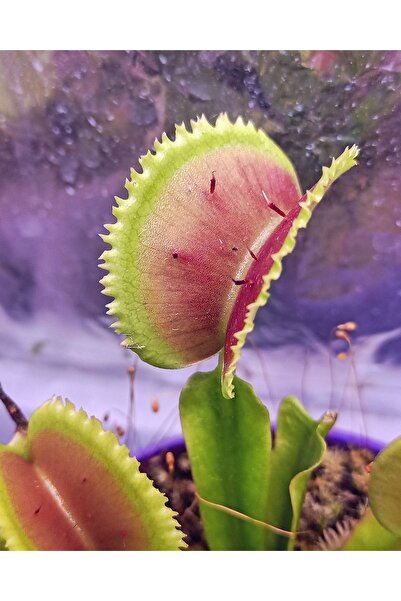 mobuflora Özel Tür Dionaea Muscipula "brutal Shark" Etobur Bitki 4 Yaşında Yetişkin Sinek Kapan Venus Fly Trap