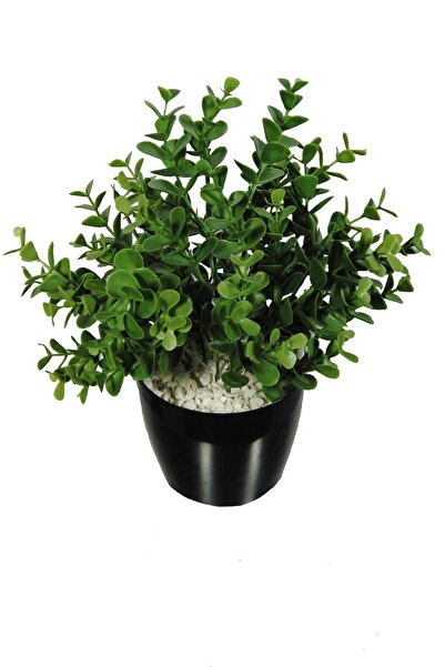 Lilac Home Yapay Çiçek Şimşir Okaliptus Yapay Bitki Siyah Plastik Saksılı Dekoratif Süs Çiçeği