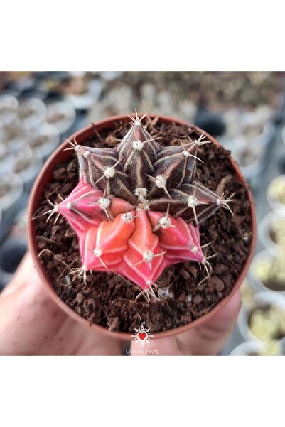 cantropikal Gymnocalycium Mihanovichii Variegata Nadir Kaktüs Sukulent