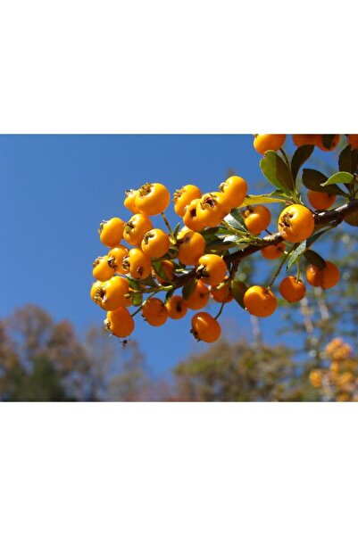 CC ALIÇ FİDANI 150-180 cm Tüplü