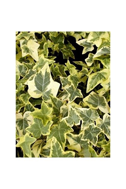 fidanistanbul Orman Sarmaşığı Sarı Kenarlı Küçük Yapraklı Hedera Hell Helix G...