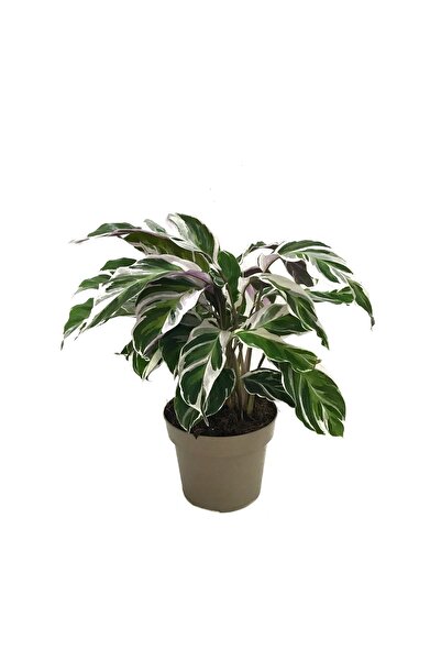 Betonish Calathea 'fusion White' (DUA ÇİÇEĞİ)