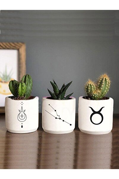 Dekozayn Home Boğa Burcu Sukulent Ve Kaktüs Saksı Seti Yada Masaüstü Kalemlik...