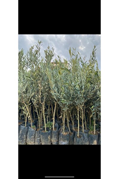 Yılmaz Fide 2 Yaş 1 Metre Uzunluğunda Gemlik Zeytin Fidanı