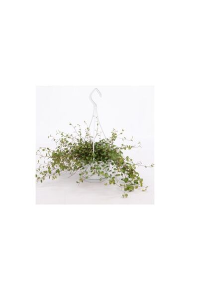 fidanistanbul Avusturya Sarmaşığı Muehlenbeckia Complexa Maori, Askılı Saksıda