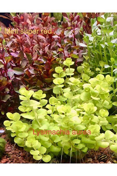 Lysimachia Auera Akvaryum Canlı Bitki