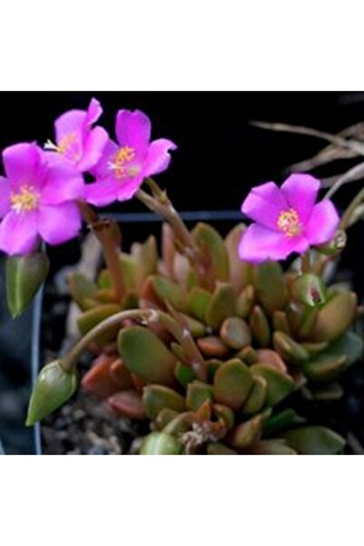 cantropikal Anacampseros Telephiastrum, Pembe Çiçek Açan Sukulent Kaktüs