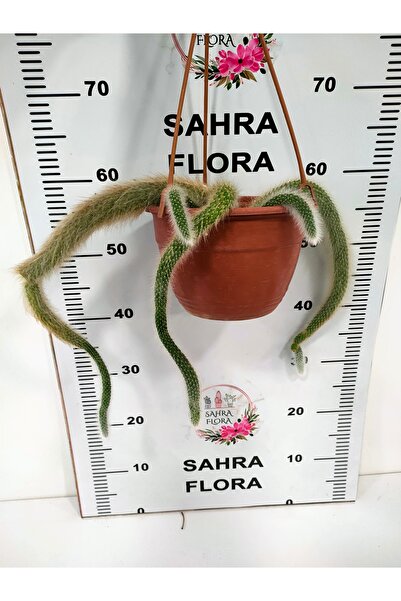 SAHRAFLORA KAKTÜS AŞILI ÖZEL TÜR MAYMUN KUYRUĞU YETİŞKİN