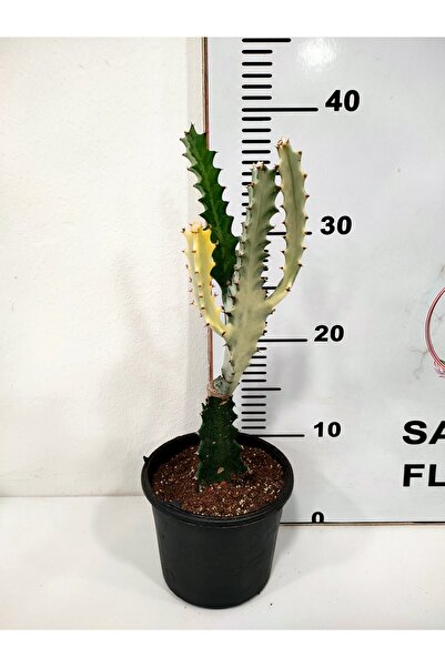 SAHRAFLORA KAKTÜS AŞILI ÖZEL TÜR EUPHORBIA LACTEA WHİTE GOST