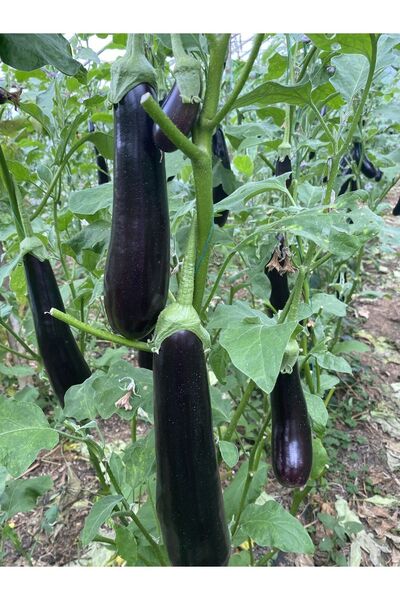 ANAMURMEYVECİM Patlıcan 1kg