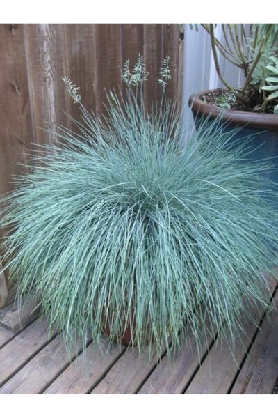 The Serra Botanik Mavi Çim-Koyun Yumağı (Festuca Glauca) Aşılı ve Saksılı Bitki