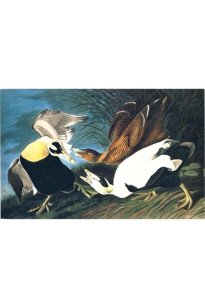 Tablosan Pictură pe pânză cu rață care se luptă în acuarelă 30x40 Cm Kb27097 30x40 Cm