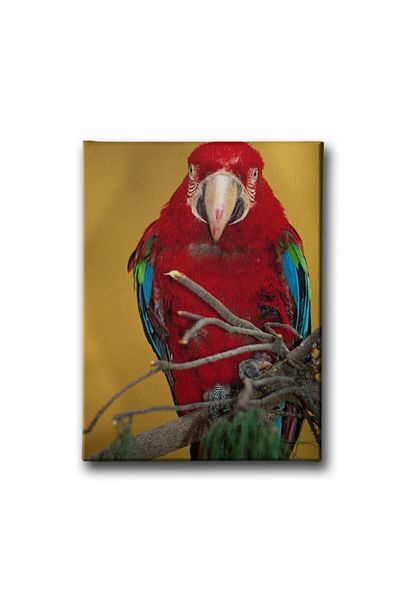 Desenlio American Parrot Canvas Painting