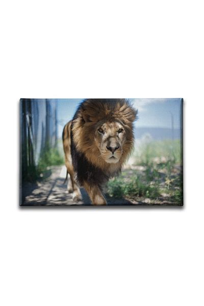 Desenlio Owl Canvas Painting