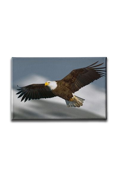 Desenlio Peacock Canvas Painting