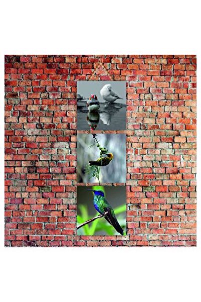 Cakatablo Χαριτωμένα πολύχρωμα πουλιά με στάμπα 14x14 εκ. 3 τεμάχια