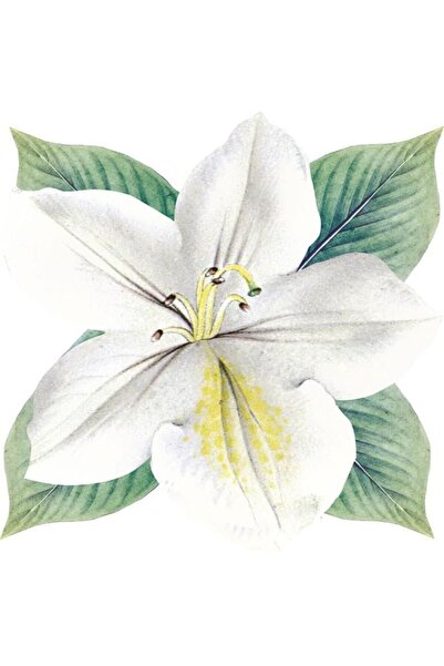 Maxxdeco Modern Sofralar Için Kullanışlı,göz Alıcı Özel Kesim Supla- Amerikan Servisi Premiumkalite