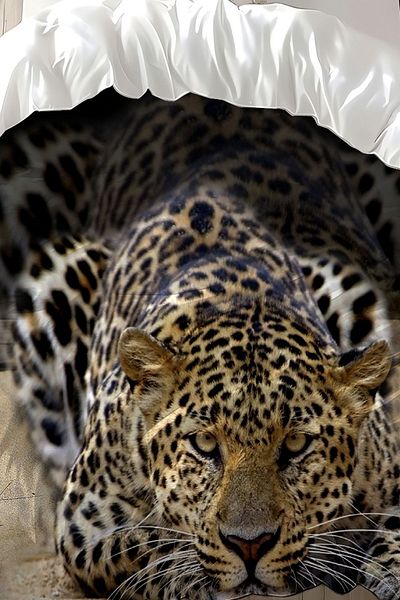 3D ELSE HALI Double Leopard Pattern Cotton Satin Duvet Cover Set