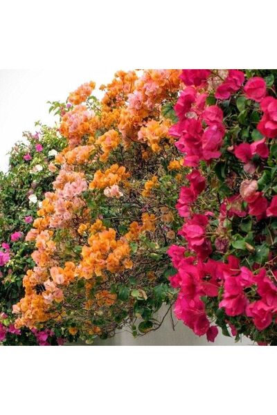 Floramut Karışık Renkte Sarmaşık Begonvil Fidesi 3 Adet (10-15 Cm)