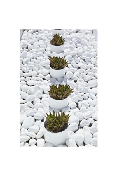 PearlHaus Beyaz Dolomit 50 Kg 4-6 Cm Taş Dekoratif Taş Dere Taşı Bahçe Süs Taşı