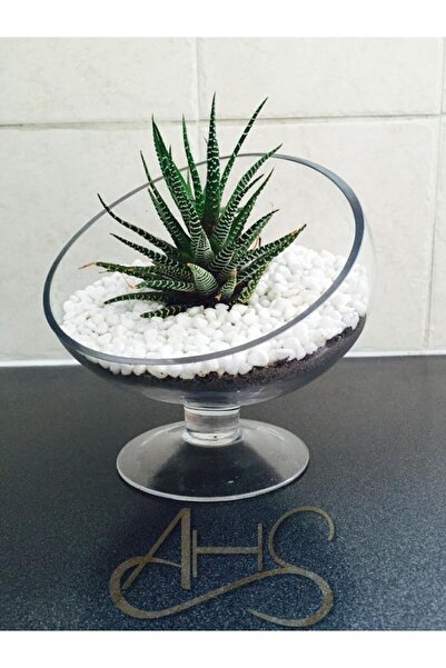 AHS Beyaz Dolomit Taş 1 Kg 0-2 Cm Dere Çakıl Taşı Bahçe Peyzaj Süs Taşı Saksı...