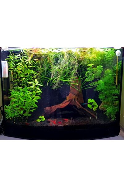 Royal Akvaryum Eve Bitki Kumu Siyah 5 Kg