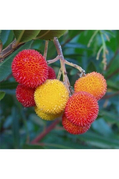 fidanpaketim Dağ Çileği , Koca yemiş , Davulga fidanı