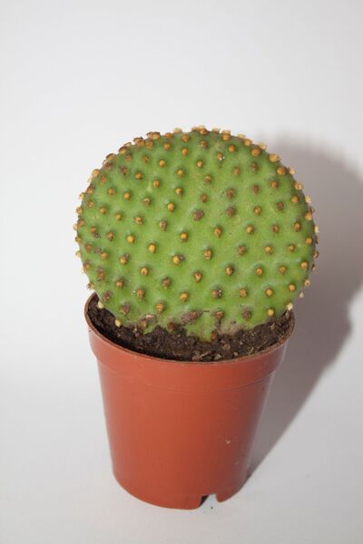 BAYRAKTAR PEYZAJ Tavşan Kulağı Opuntia Microdasys Rufida Kaktüs Tekli 5,5 cm ...