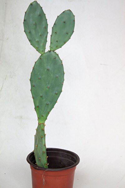 BAYRAKTAR PEYZAJ Hint İnciri Kaktüs Tekli 8,0 cm Saksıda