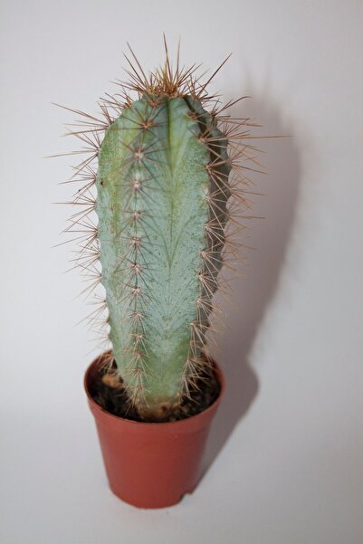 BAYRAKTAR PEYZAJ Mavi Gövde Kenar Dikenli Sütun Kaktüs 5,5 cm Saksıda