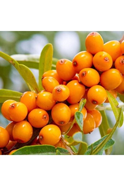 Tropikal Peysaj Yabani Iğde Yalanci Iğde Fidanı 2-3 Yaş Tüplü 2 Adet