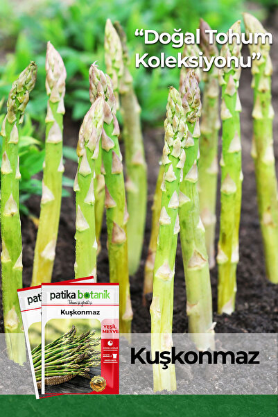 Patika Botanik 50 Adet Kuşkonmaz Tohumu - Yeşil Meyve